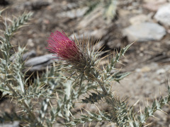 Cirsium arizonicum arizonicum