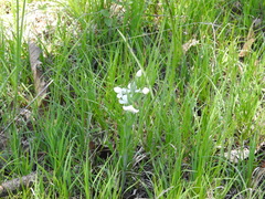 Habenaria clypeata