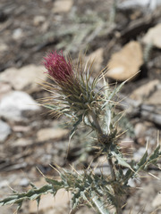 Cirsium arizonicum arizonicum