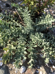 Glaucium flavum