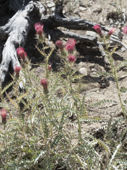 Cirsium arizonicum arizonicum