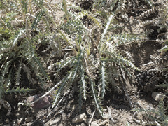Cirsium arizonicum arizonicum