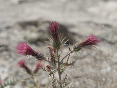 Cirsium arizonicum arizonicum