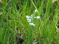 Habenaria clypeata