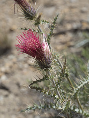 Cirsium arizonicum arizonicum