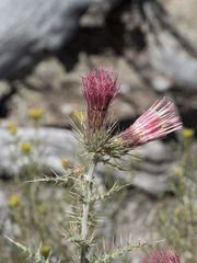 Cirsium arizonicum arizonicum