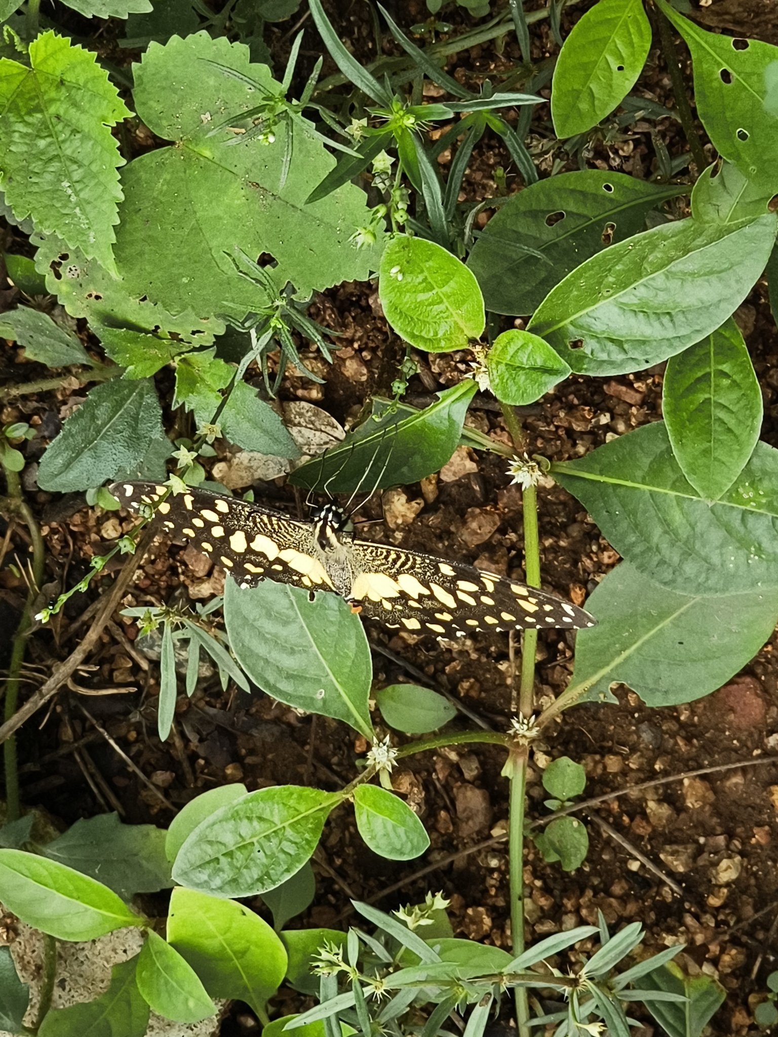 Lime Swallowtail