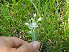 Habenaria clypeata