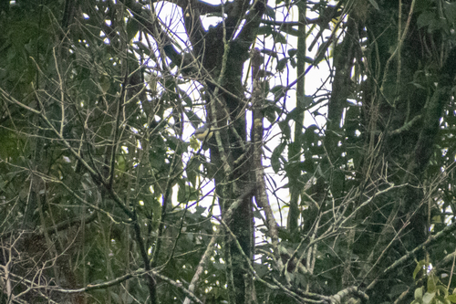 Creamy-bellied Gnatcatcher (Polioptila lactea), photo 3