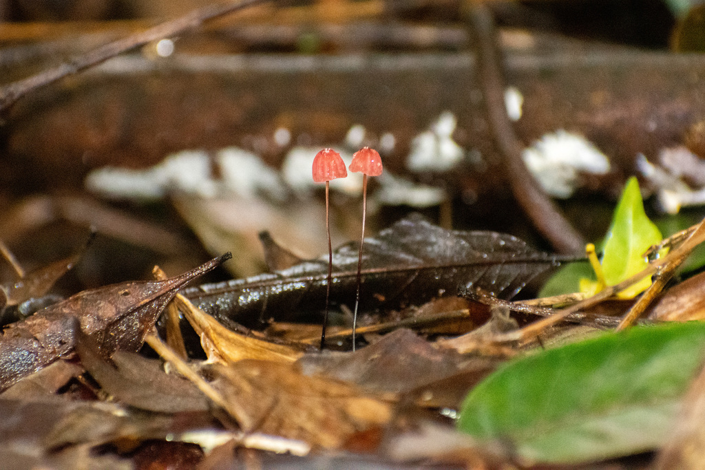 Marasmius haematocephalus · May 2025 · photo: © lechuzoologo (iNaturalist, cc-by)