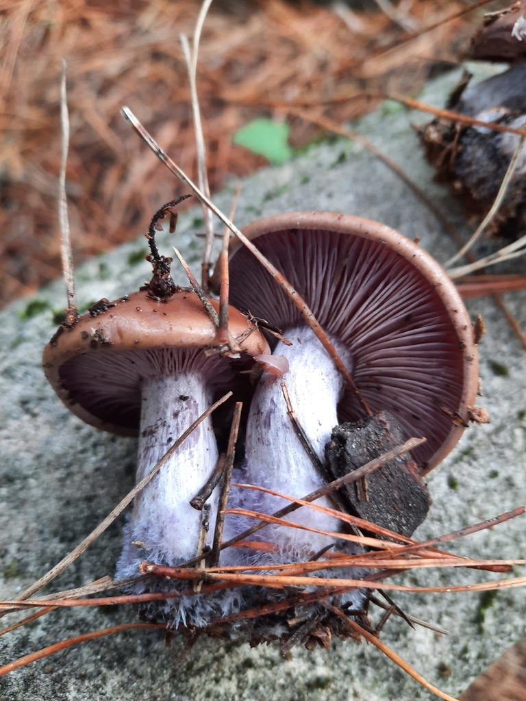 Collybia nuda · June 2025 · photo: © maxxrandomnumbers (iNaturalist, cc0)