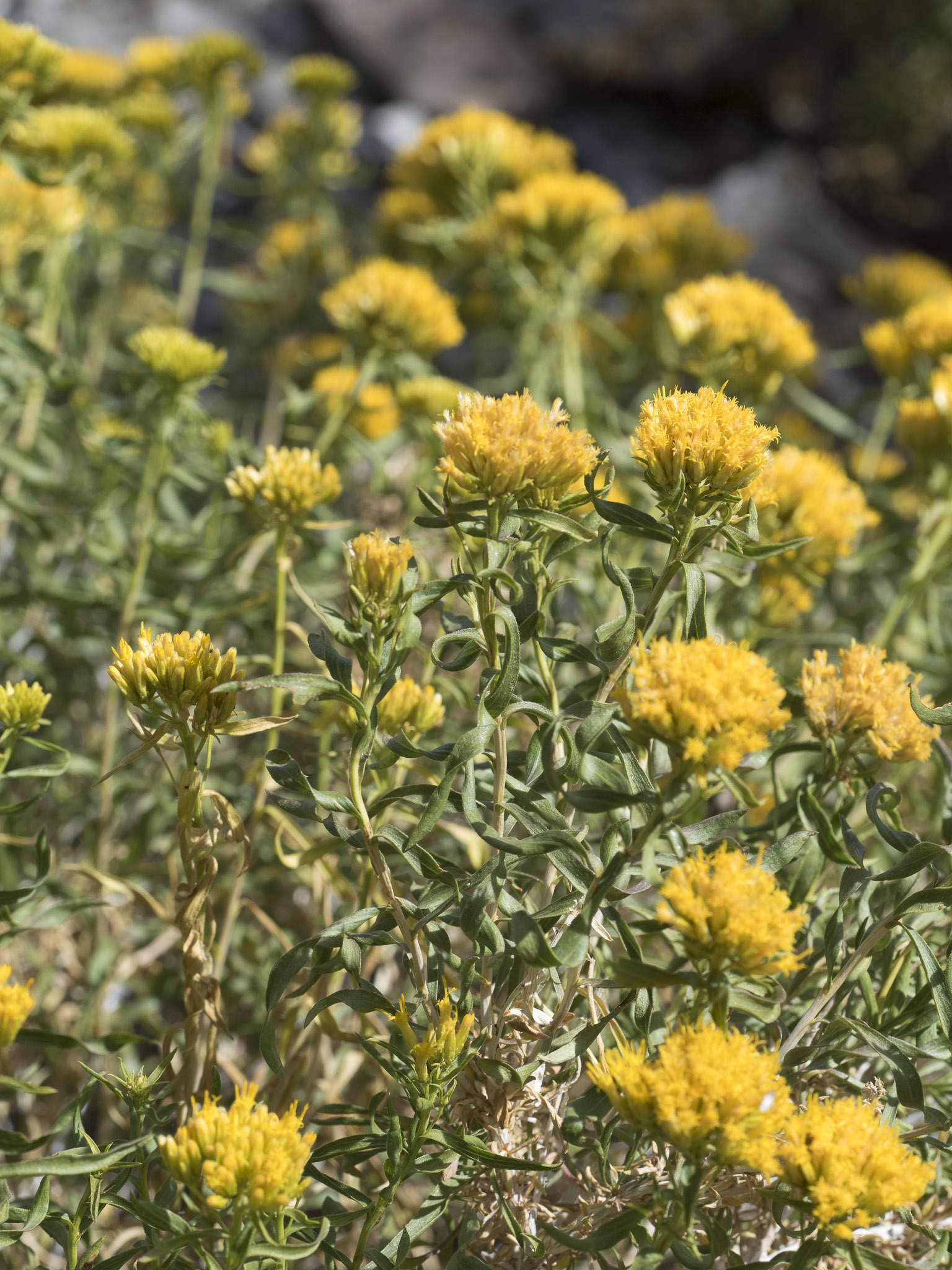 Chrysothamnus viscidiflorus
