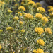 Yellow Rabbitbrush - Photo (c) Todd Ramsden, some rights reserved (CC BY-NC)