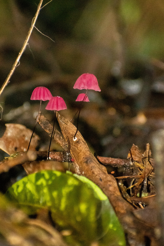 Marasmius haematocephalus · May 2025 · photo: © lechuzoologo (iNaturalist, cc-by)