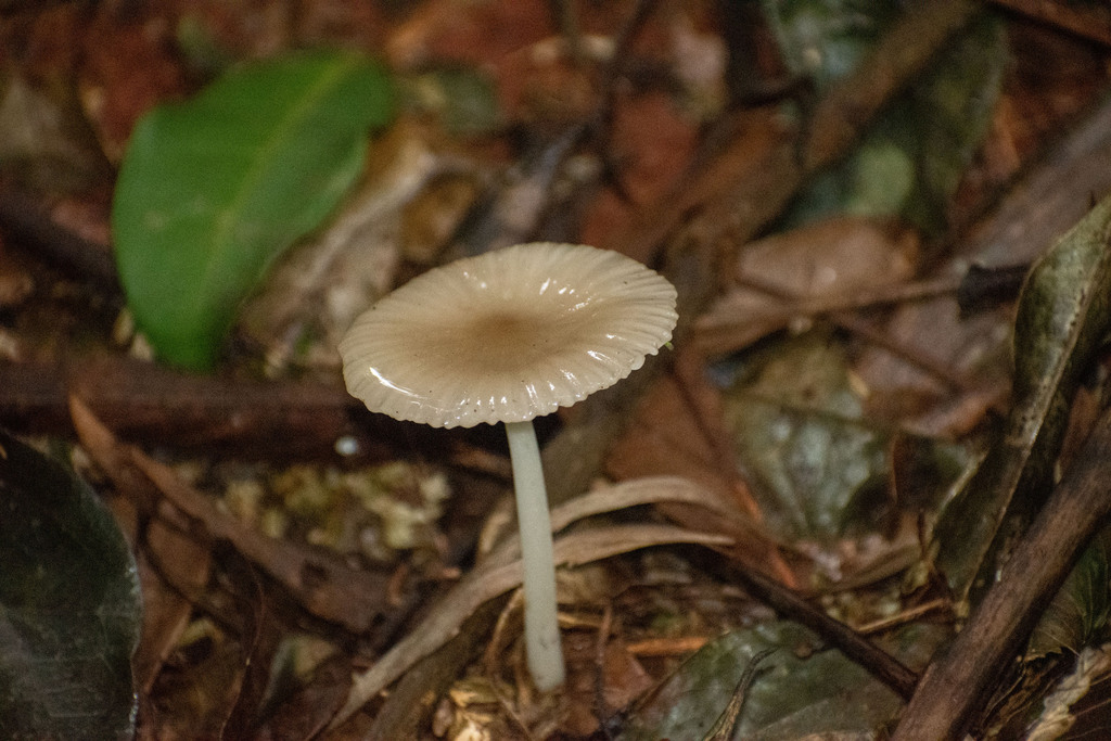 Mycena fumosa · May 2025 · photo: © lechuzoologo (iNaturalist, cc-by)