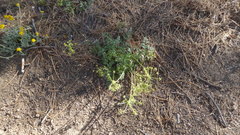 Tauschia parishii