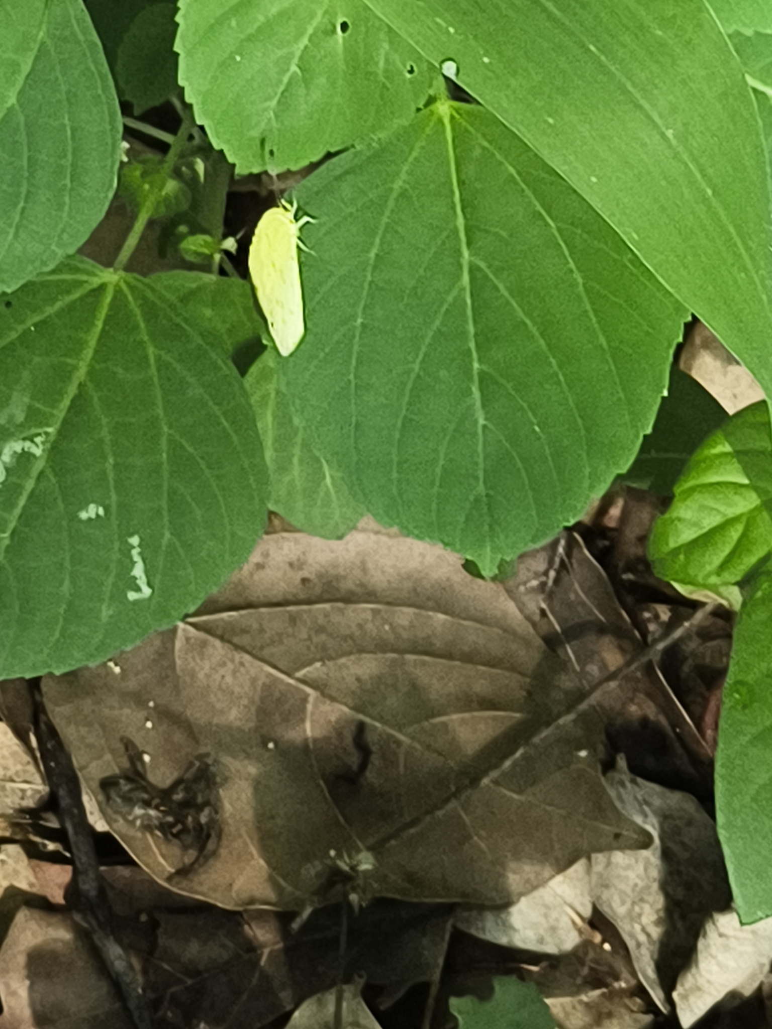 Common Grass Yellow