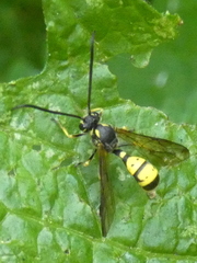 Sphinctus serotinus