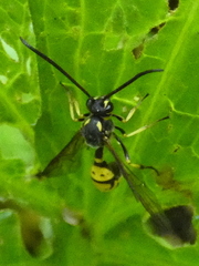 Sphinctus serotinus