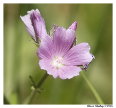 Sidalcea ranunculacea
