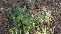 Tauschia parishii