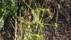 Tauschia parishii
