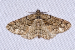 Peribatodes ilicaria