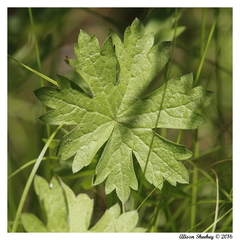 Sidalcea ranunculacea