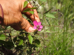 Cosmos ochroleucoflorus