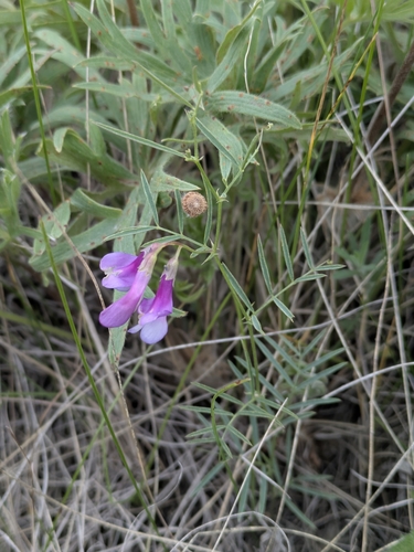 Vicia americana ssp. minor