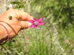 Cosmos ochroleucoflorus