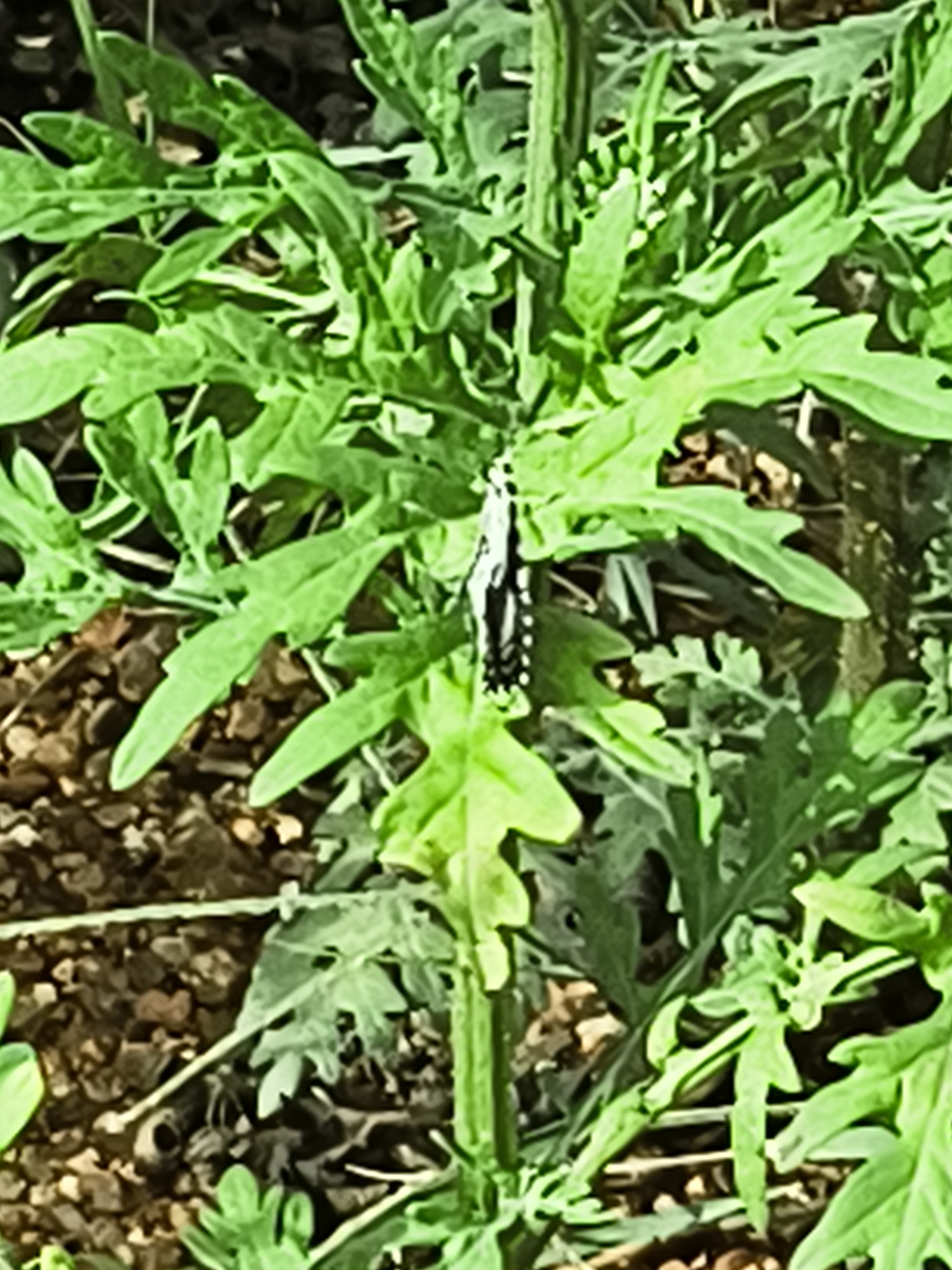 Common Pierrot