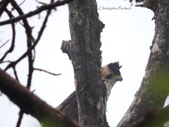 Spizaetus ornatus