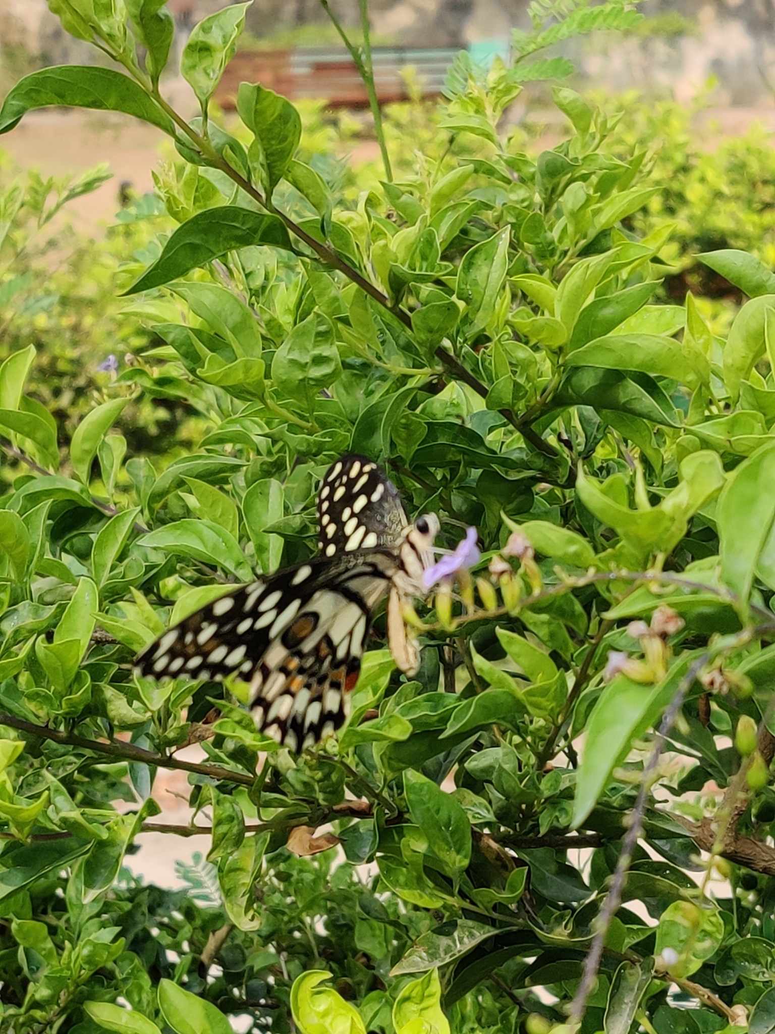 Lime Swallowtail