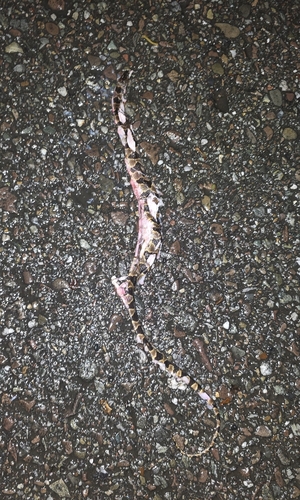 Hallberg's Cloud Forest Snake