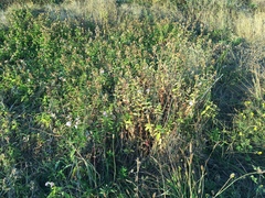 Saponaria officinalis