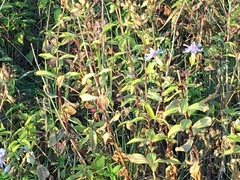 Saponaria officinalis