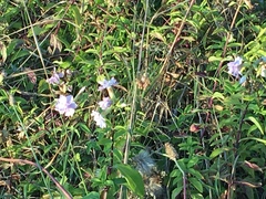 Saponaria officinalis