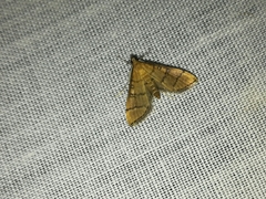 Blepharomastix ranalis