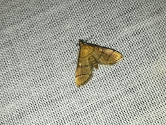 Blepharomastix ranalis