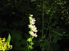 Digitalis ciliata