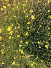 Diplotaxis tenuifolia