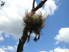 Tillandsia erubescens