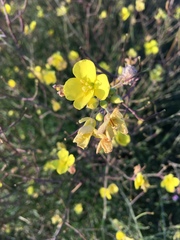 Diplotaxis tenuifolia