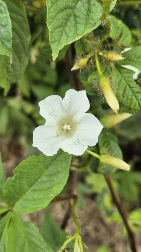 Aniseia martinicensis iNat (1)