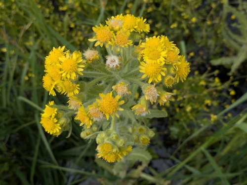 Marsh Fleawort