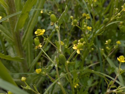 cursed crowfoot