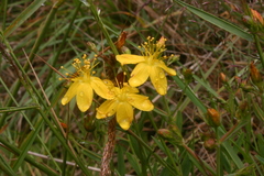 Hypericum linariifolium