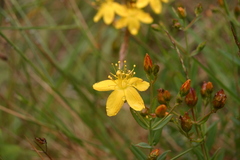Hypericum linariifolium