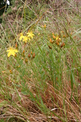 Hypericum linariifolium